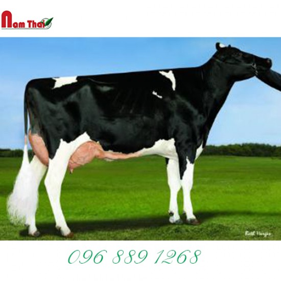 Tinh bò sữa HF - GLEN-TOCTIN SUPER LARGE-ET-HF - 29HO16090